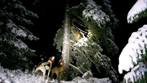 Idaho Cougar Hunt